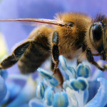 Western_honey_bee